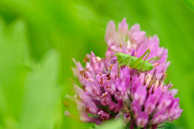 大きくなったキリギリスの幼虫