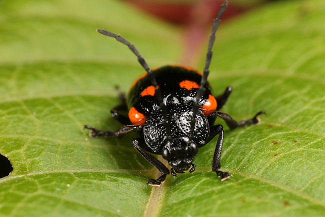 イタドリハムシ