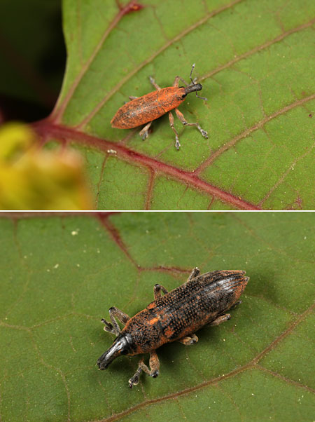 カツオゾウムシの粉