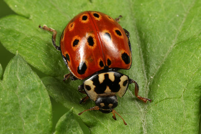 ウンモンテントウ