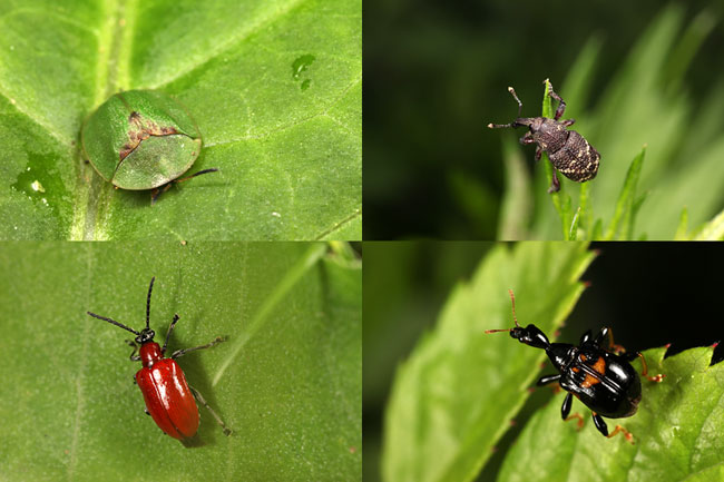 ゾウムシ、ハムシの季節