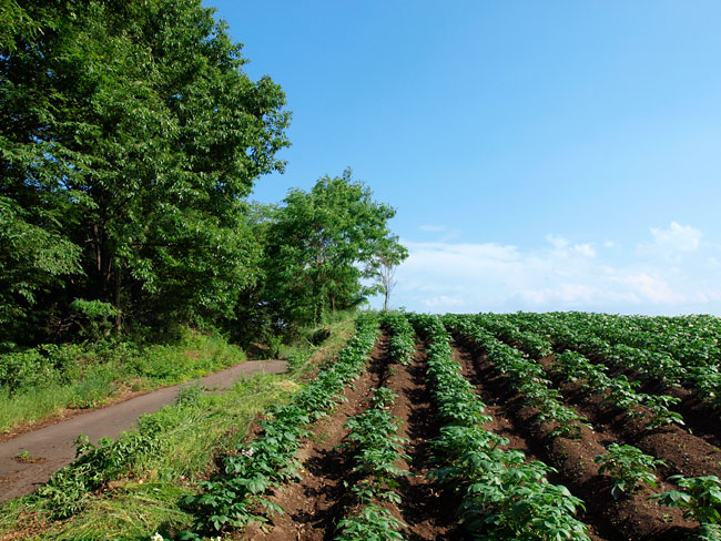 ジャガイモ畑