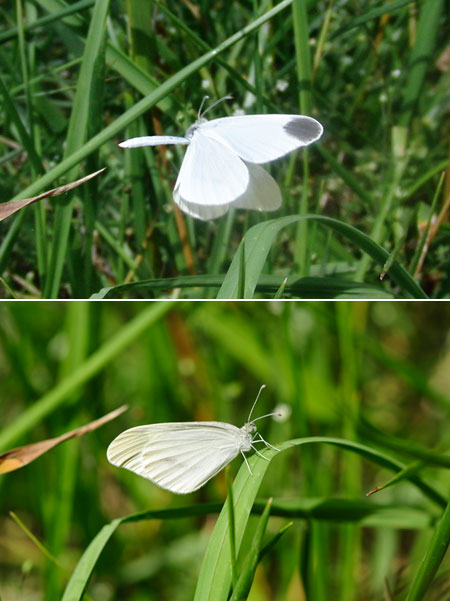 ヒメシロチョウ夏型