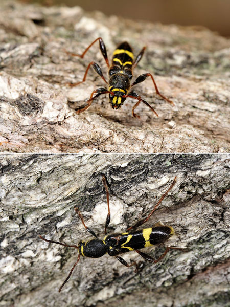 キスジトラカミキリ