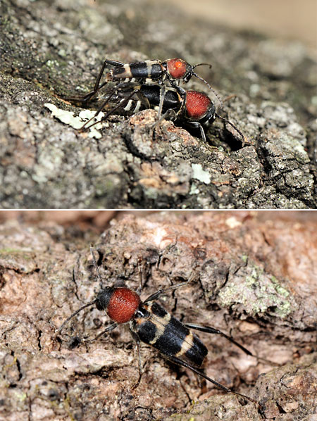 クビアカトラカミキリ