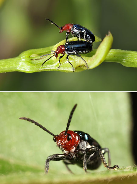 ヤマイモハムシ