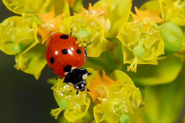 フランスのナナホシテントウ