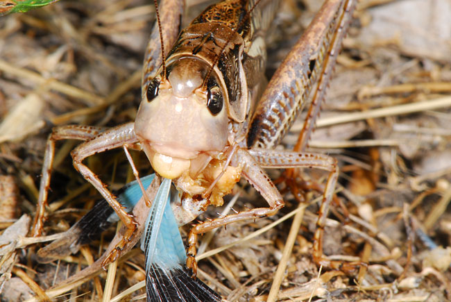 カオジロギス(カオジロキリギリス）