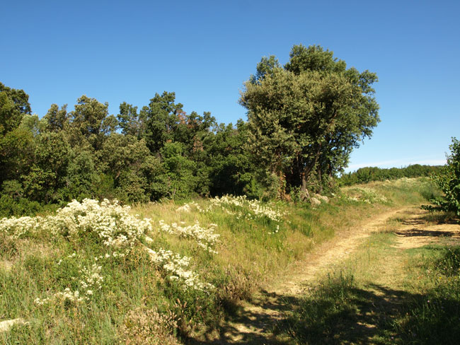 昆虫の多い場所