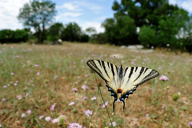 ヨーロッパタイマイ 