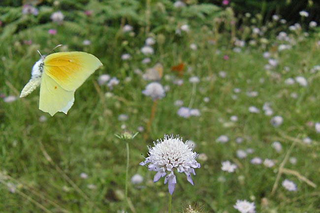 クレオパトラヤマキチョウ