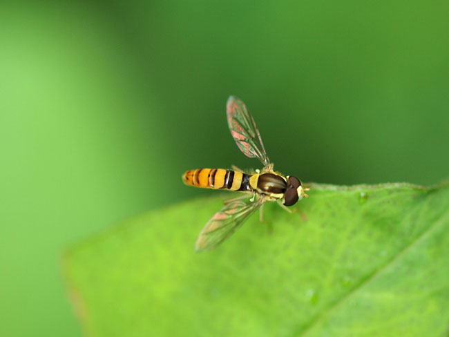 キタヒメヒラタアブ