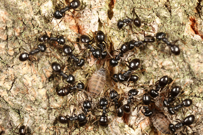 クヌギクチナガオオアブラムシ