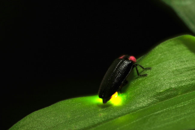 光るヘイケボタルを撮る