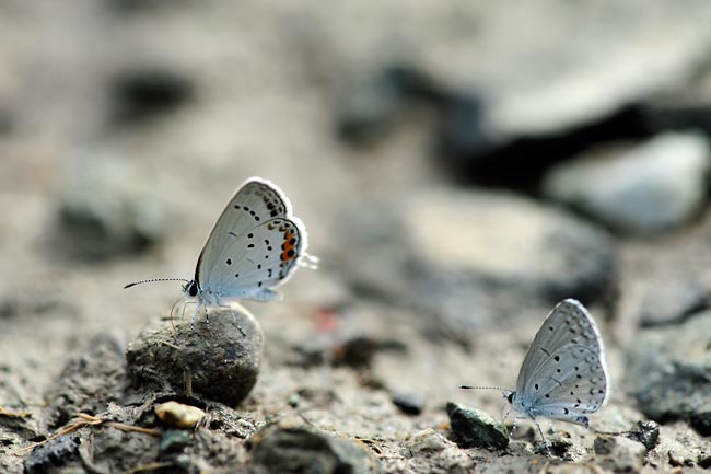 ツバメシジミとルリシジミの吸水