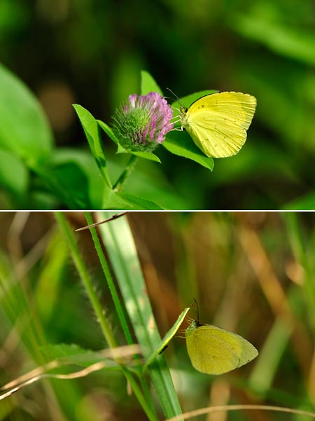 キチョウとツマグロキチョウ