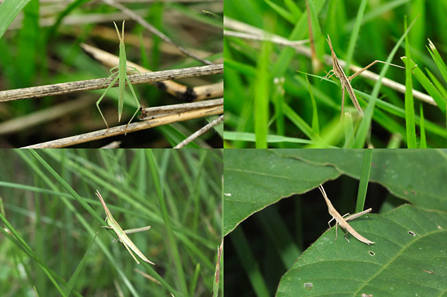 ショウリョウバッタの子供