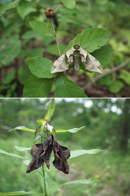 ウンモンスズメとエゾスズメ