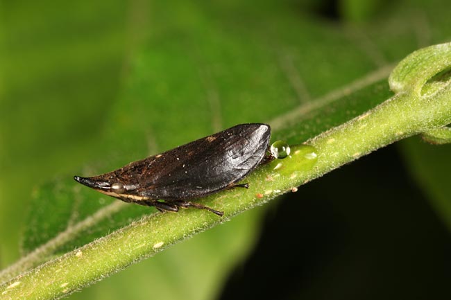 テングアワフキ