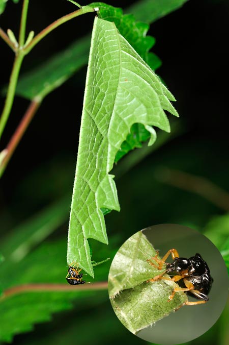 ヒメコブオトシブミ