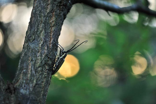 シロスジカミキリ