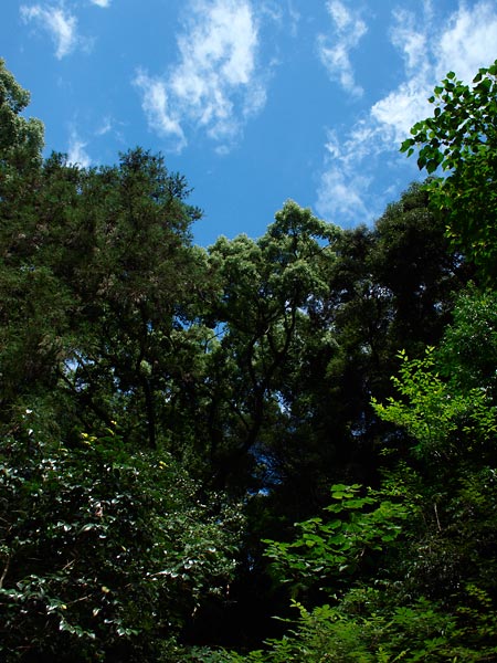 金比羅さんの森