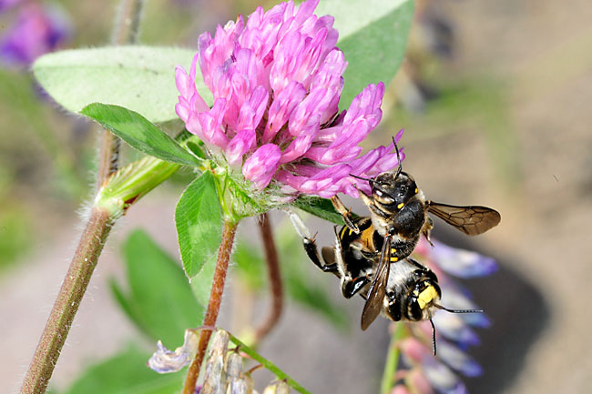 トモンハナバチの交尾