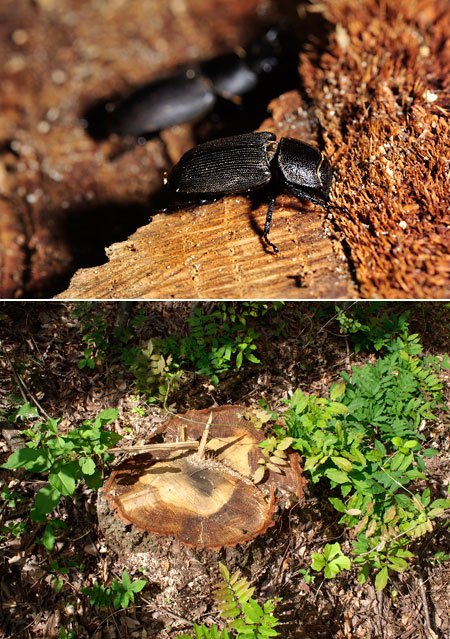 コナラの切り株