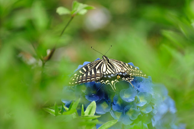 庭のナミアゲハ