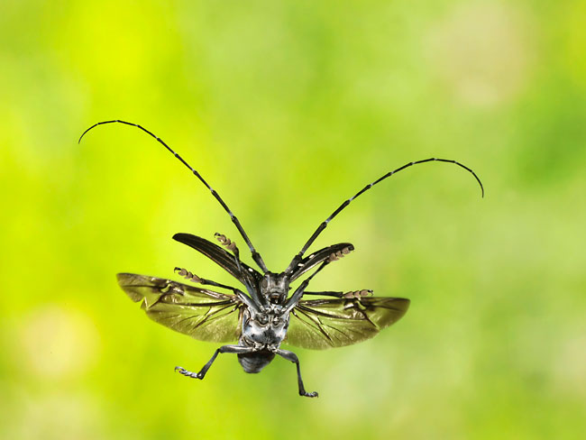 ゴマダラカミキリの飛翔