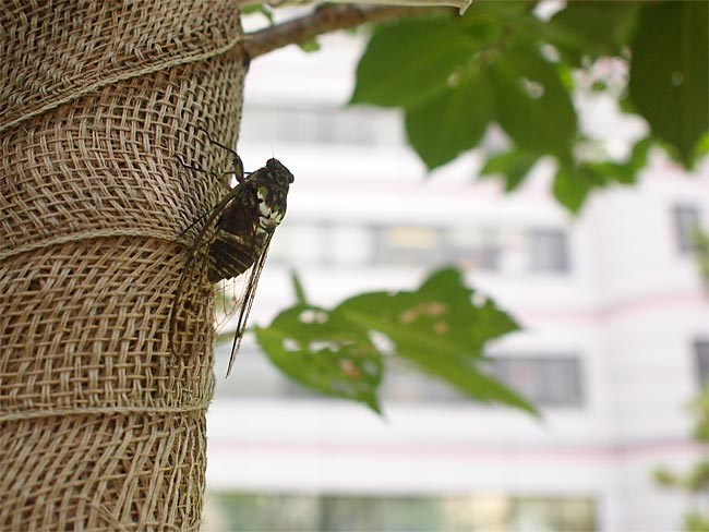 都心のミンミンゼミ