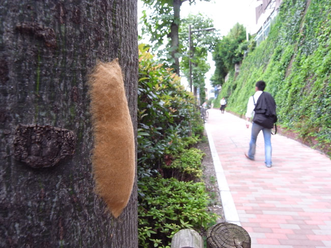 マイマイガの卵