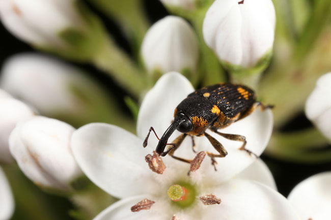 シラホシヒメゾウムシ