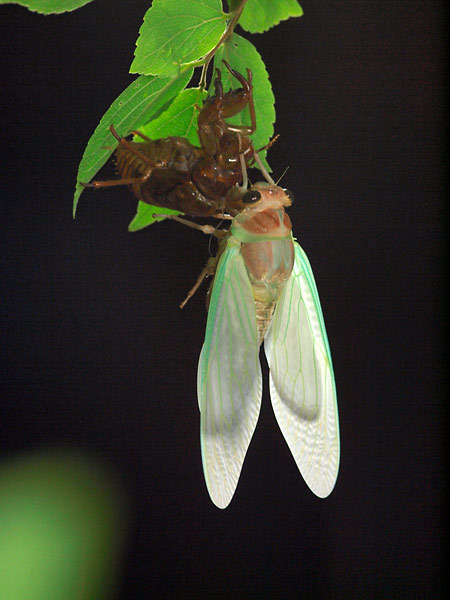 アブラゼミの羽化