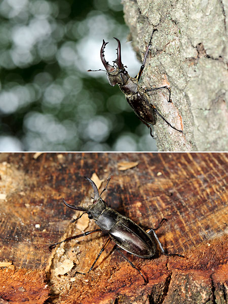 ミヤマクワガタ