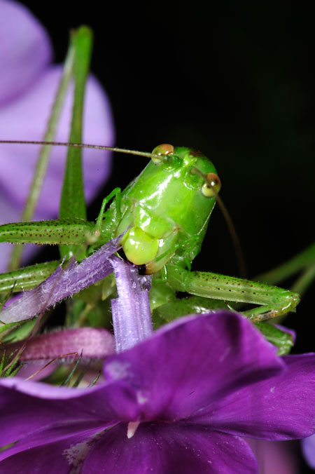 花を食べるヤブキリ