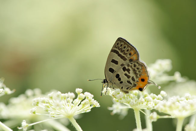 ウスイロオナガシジミ
