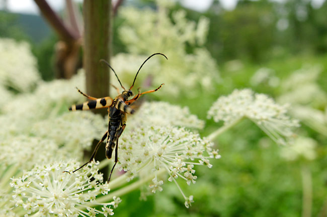ヨツスジハナカミキリの飛翔