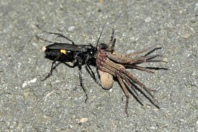 クモを運ぶオオモンクロベッコウ