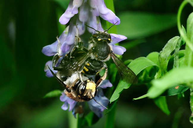 モンハナバチの交尾