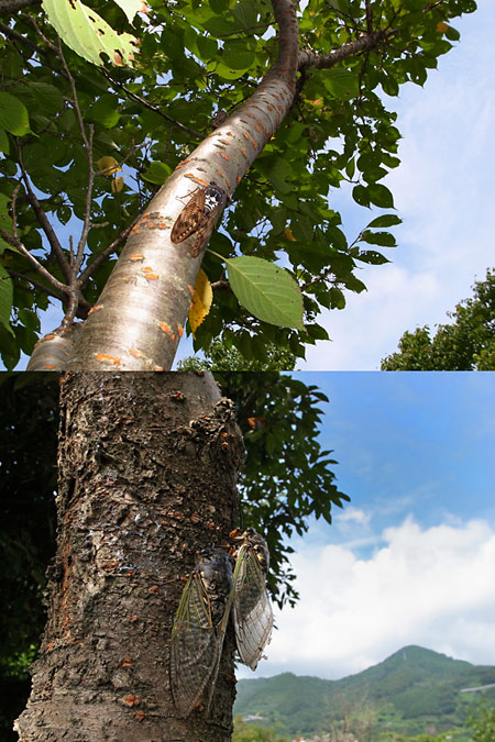 サービスエリアのセミ