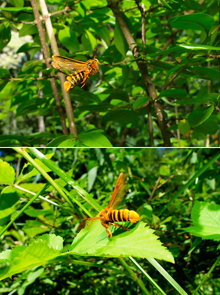 セスジスカシバ