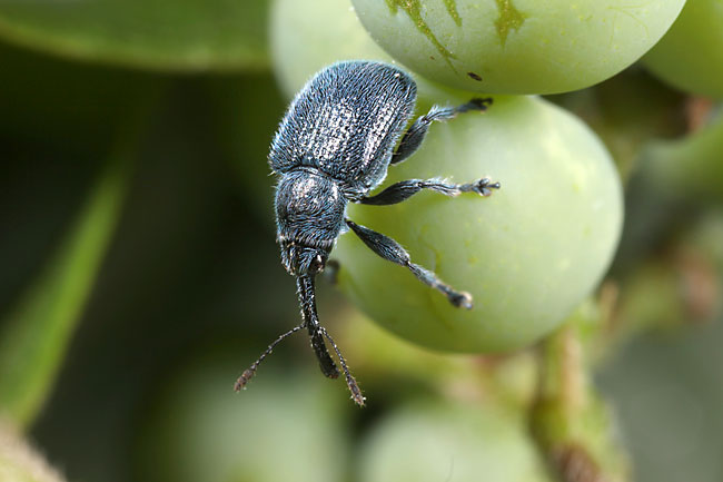 クチナガチョッキリ 