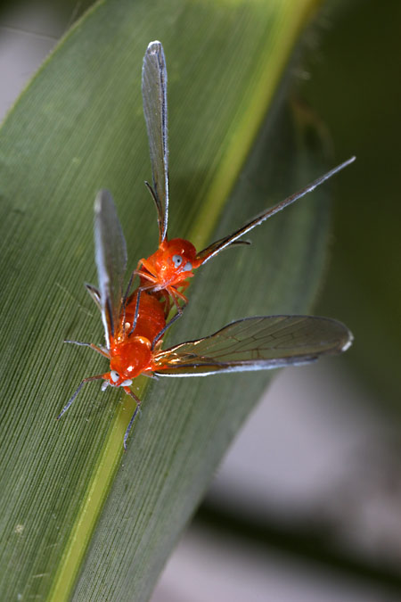 アカハネナガウンカの交尾 