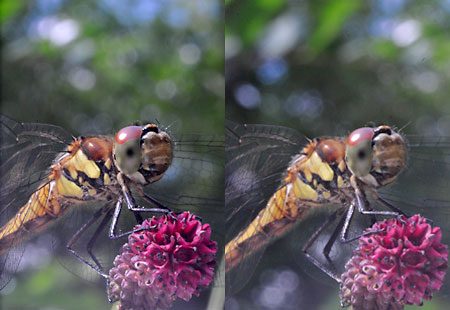 アキアカネ（立体写真）