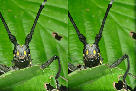 キボシカミキリ（立体写真）