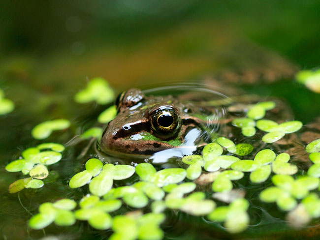 トウキョウダルマガエル