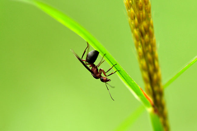 アカヤマアリの結婚飛行