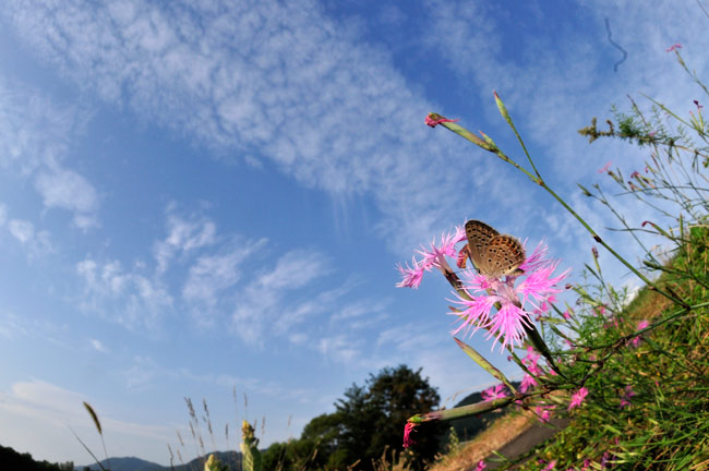 クロツバメシジミ