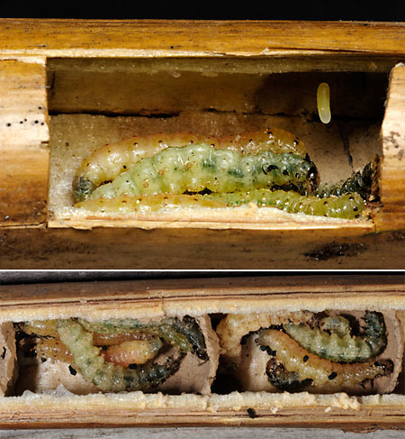 オオフタオビドロバチの巣の中